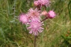 Campuloclinium macrocephalum