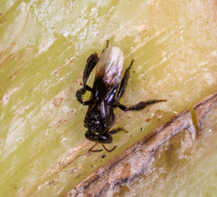 Tetragonilla collina