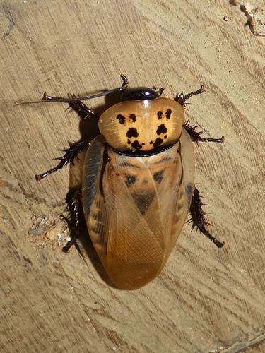 Trinidad bat-cave roach photo 4
