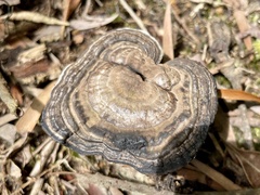 Sanguinoderma rugosum