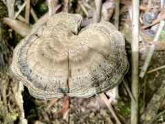 Sanguinoderma rugosum