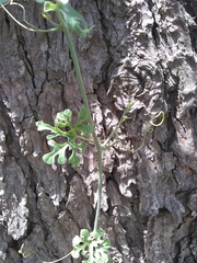 Cucurbitella asperata