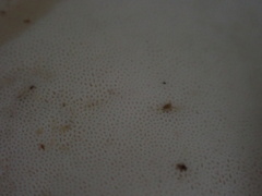 Sanguinoderma rugosum