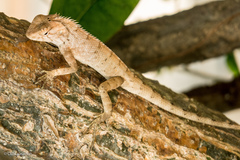 Calotes versicolor