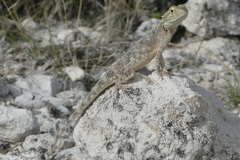 Agama aculeata