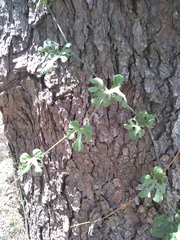 Cucurbitella asperata