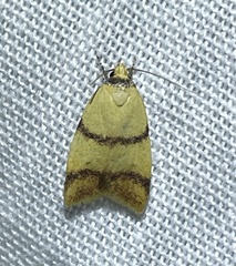 Heteroteucha translatella