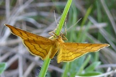 Idaea aureolaria