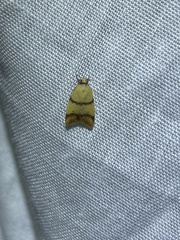 Heteroteucha translatella