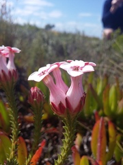 Erica ampullacea