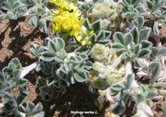 Medicago marina
