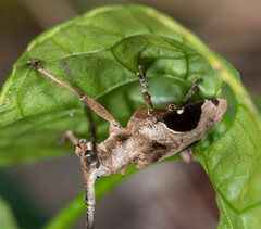 Paraleprodera triangularis