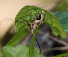 Paraleprodera triangularis