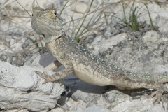 Agama aculeata
