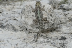 Agama aculeata