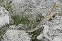 Agama aculeata