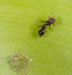 Myrmarachnini