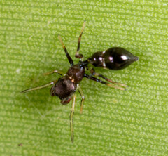 Myrmarachnini