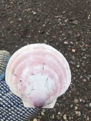 Placopecten magellanicus