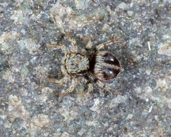 Stenaelurillus