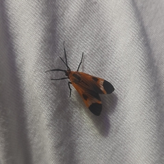 Dycladia