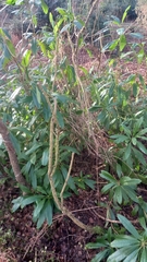 Rhododendron ponticum