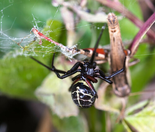 Steatoda tortoisea (Steatoda tortoisea)