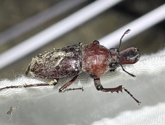 Cacostomus squamosus