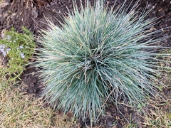 Corynephorus canescens