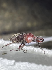 Cacostomus squamosus