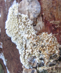 Basidioradulum radula