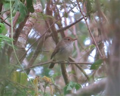 Euscarthmus meloryphus