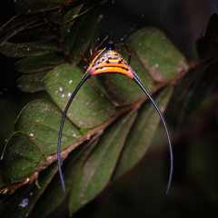 Macracantha arcuata