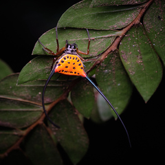 Macracantha arcuata