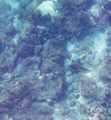 Sepioteuthis sepioidea