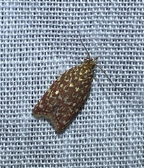 Syringoseca rhodoxantha