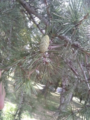 Cedrus