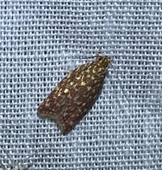 Syringoseca rhodoxantha