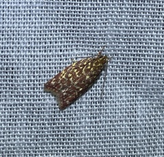 Syringoseca rhodoxantha