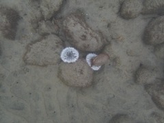 Tripneustes ventricosus