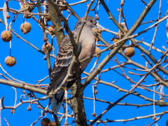 Streptopelia orientalis