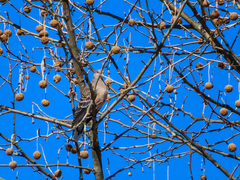 Streptopelia orientalis