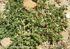 Mesembryanthemum nodiflorum