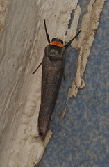 Macrobrochis staudingeri