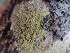 Lecanora