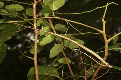 Candovia annulata