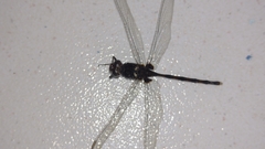 Erythemis