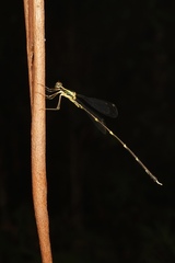 Episynlestes albicaudus