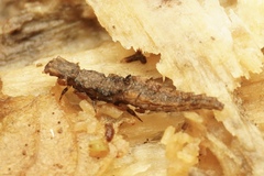 Lycidae
