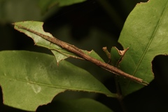 Candovia granulosa